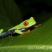frog_tree_redeyed_tar_h_0556_cos0886.jpg